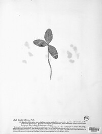 Uredo fallens image